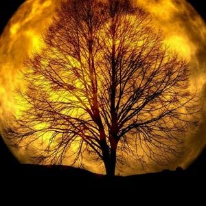 Meet your Posher, Joy